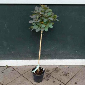 Cotinus coggrygia 'Royal Purple' 100/125 C. - afbeelding 3