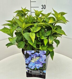 Hydrangea serrata 'Bluebird' C2 - afbeelding 2