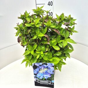 Hydrangea serrata 'Bluebird' C2 - afbeelding 7