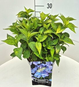 Hydrangea serrata 'Bluebird' C2 - afbeelding 3
