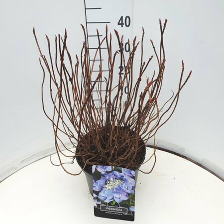 Hydrangea serrata 'Bluebird' C2 - afbeelding 5