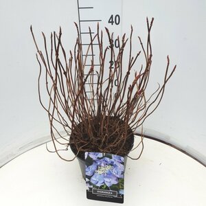 Hydrangea serrata 'Bluebird' C2 - afbeelding 5