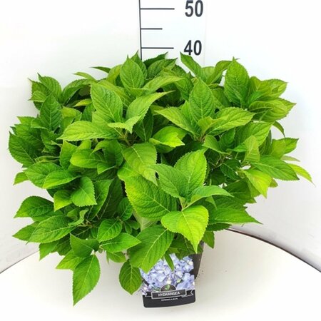 Hydrangea serrata 'Bluebird' C2 - afbeelding 4