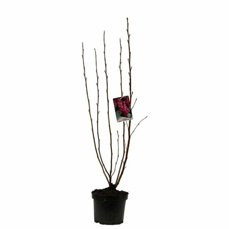 Ribes sanguineum 'King Edward VII' - afbeelding 2