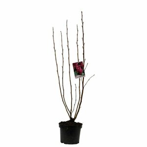 Ribes sanguineum 'King Edward VII' - afbeelding 2