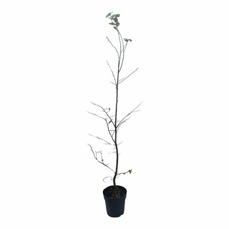 Carpinus betulus - afbeelding 14