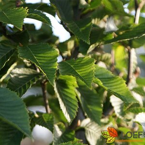 Carpinus betulus 100/125 C.