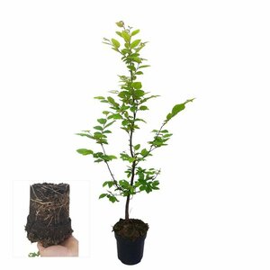 Carpinus betulus - afbeelding 12