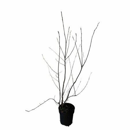 Amelanchier lamarckii - afbeelding 5