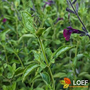 Salvia 'Nachtvlinder' C2