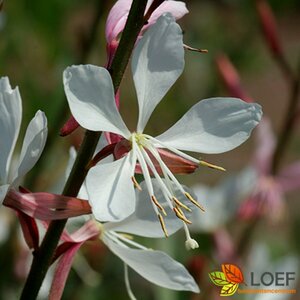 Gaura lindheimeri 'Whirling Butterflies' C2 - afbeelding 8