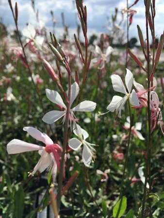 Gaura lindheimeri 'Whirling Butterflies' C2 - afbeelding 4