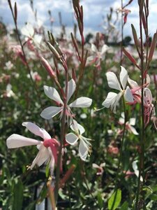 Gaura lindheimeri 'Whirling Butterflies' C2 - afbeelding 4