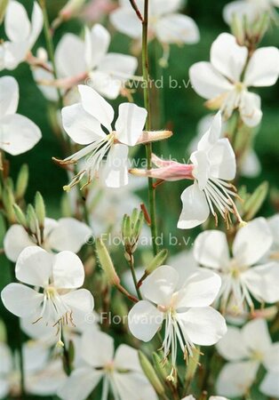 Gaura lindheimeri 'Whirling Butterflies' C2 - afbeelding 6