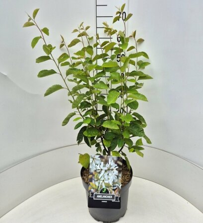 Amelanchier lamarckii - afbeelding 3