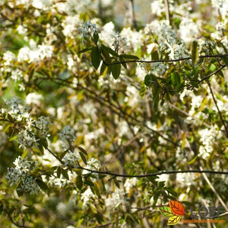 Amelanchier lamarckii - afbeelding 1