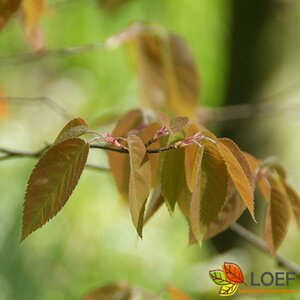 Amelanchier lamarckii - afbeelding 9