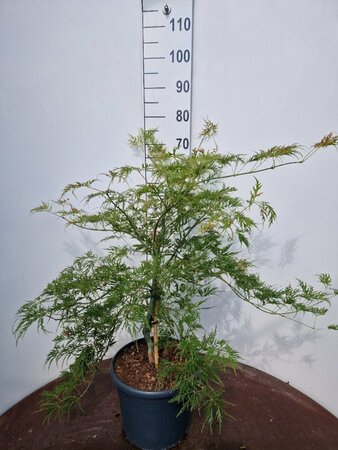Acer palmatum 'Dissectum' - afbeelding 5