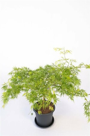 Acer palmatum 'Dissectum' - afbeelding 2