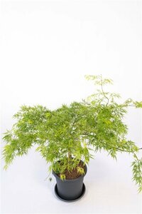 Acer palmatum 'Dissectum' - afbeelding 2