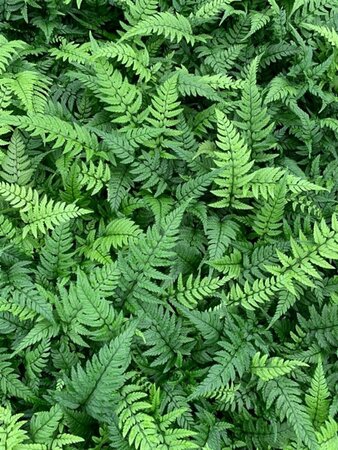 Polystichum tsussimense P11 - afbeelding 4
