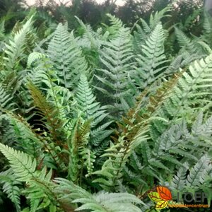 Polystichum tsussimense P11