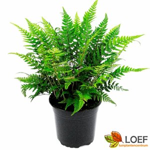 Polystichum tsussimense P11 - afbeelding 2