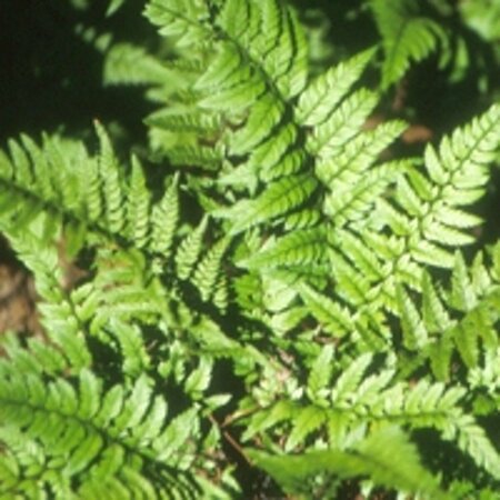 Polystichum tsussimense P11 - afbeelding 6