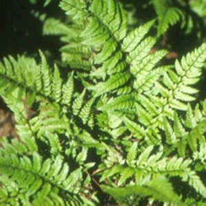 Polystichum tsussimense P11 - afbeelding 6