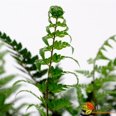Polystichum tsussimense P11 - afbeelding 3