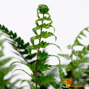 Polystichum tsussimense P11 - afbeelding 3