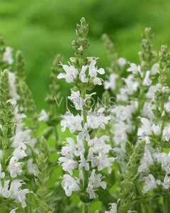 Salvia nemorosa 'Sensation White' P9 - afbeelding 2