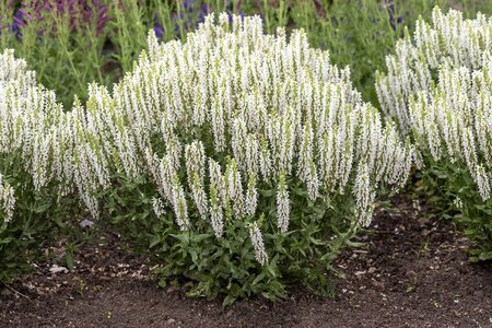 Salvia nemorosa 'Sensation White' P9 - afbeelding 3