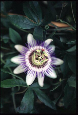 Passiflora caerulea