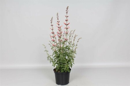 Agastache 'Fleur' P9 - afbeelding 1