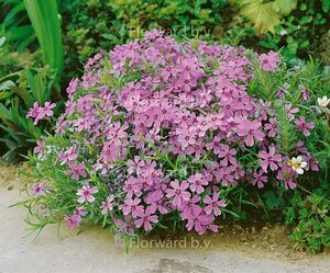 Phlox subulata 'Moerheimii' P9