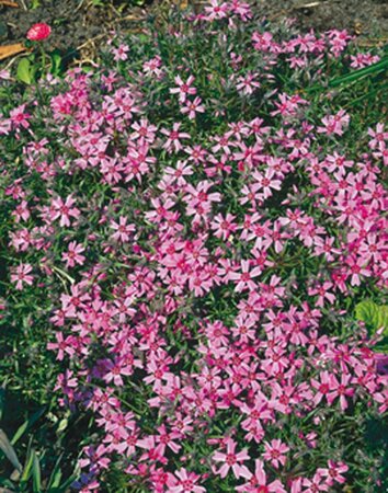 Phlox subulata 'Moerheimii' P9 - afbeelding 3