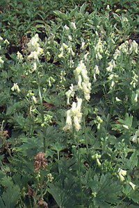 Aconitum septentrionale 'Ivorine' P9 - afbeelding 2