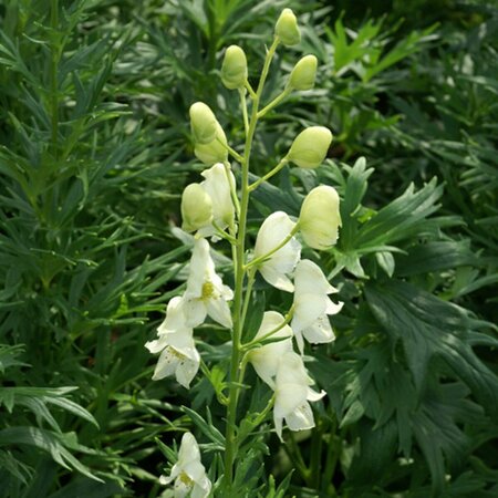 Aconitum septentrionale 'Ivorine' P9 - afbeelding 1