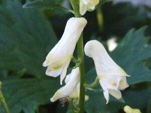Aconitum septentrionale 'Ivorine' P9 - afbeelding 4