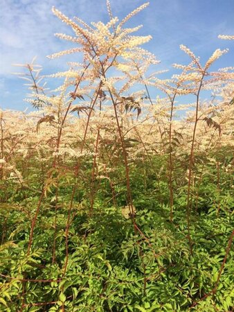 Aruncus 'Horatio' P9 - afbeelding 3