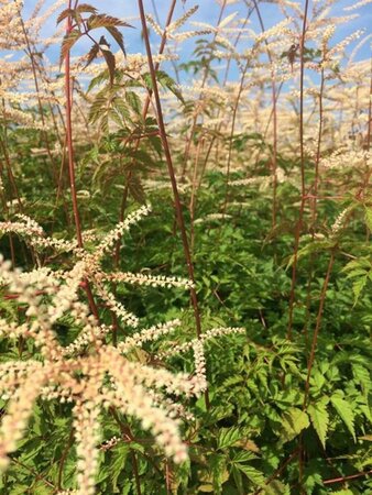 Aruncus 'Horatio' P9 - afbeelding 4