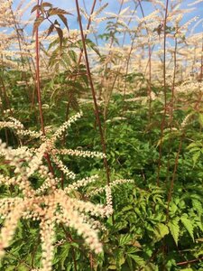 Aruncus 'Horatio' P9 - afbeelding 4