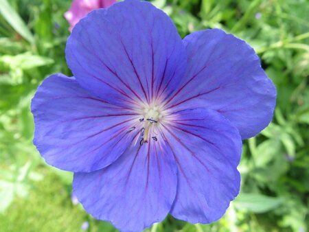 Geranium 'Orion' P9 - afbeelding 1