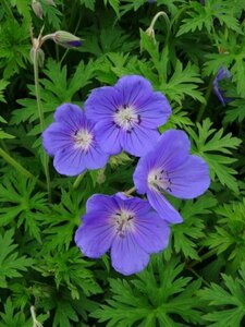 Geranium 'Orion' P9