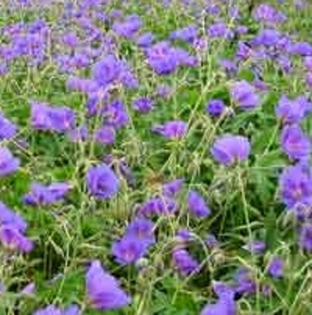 Geranium 'Orion' P9 - afbeelding 2
