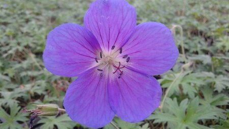 Geranium 'Orion' P9 - afbeelding 7