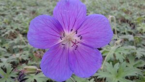 Geranium 'Orion' P9 - afbeelding 7