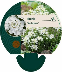 Iberis sempervirens 'Masterpiece' C1.5