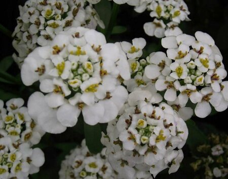 Iberis sempervirens 'Masterpiece' C1.5 - afbeelding 1